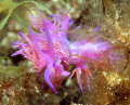   Flabellina affinis Canon EOS 350D EFS 60mm EF-S EF  